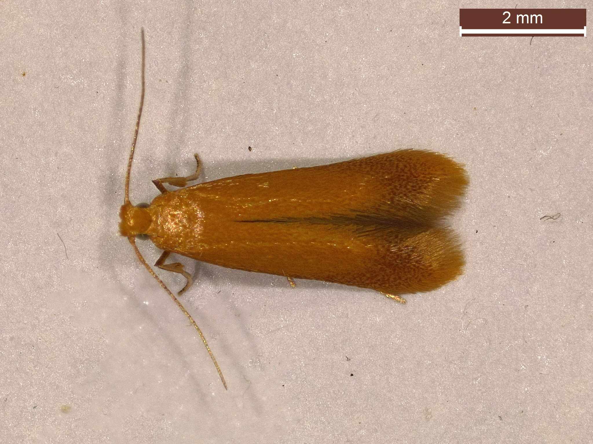 Tischeria
