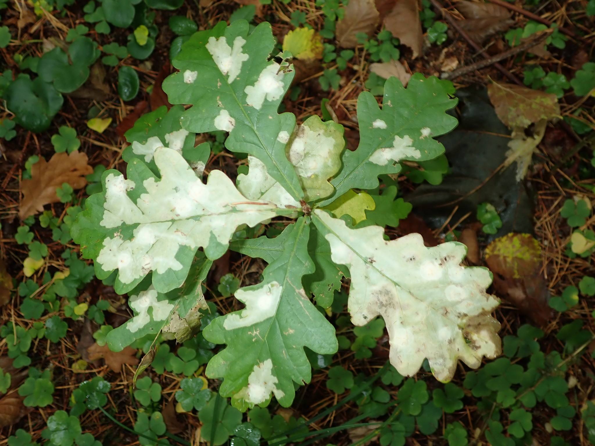 Tischeria