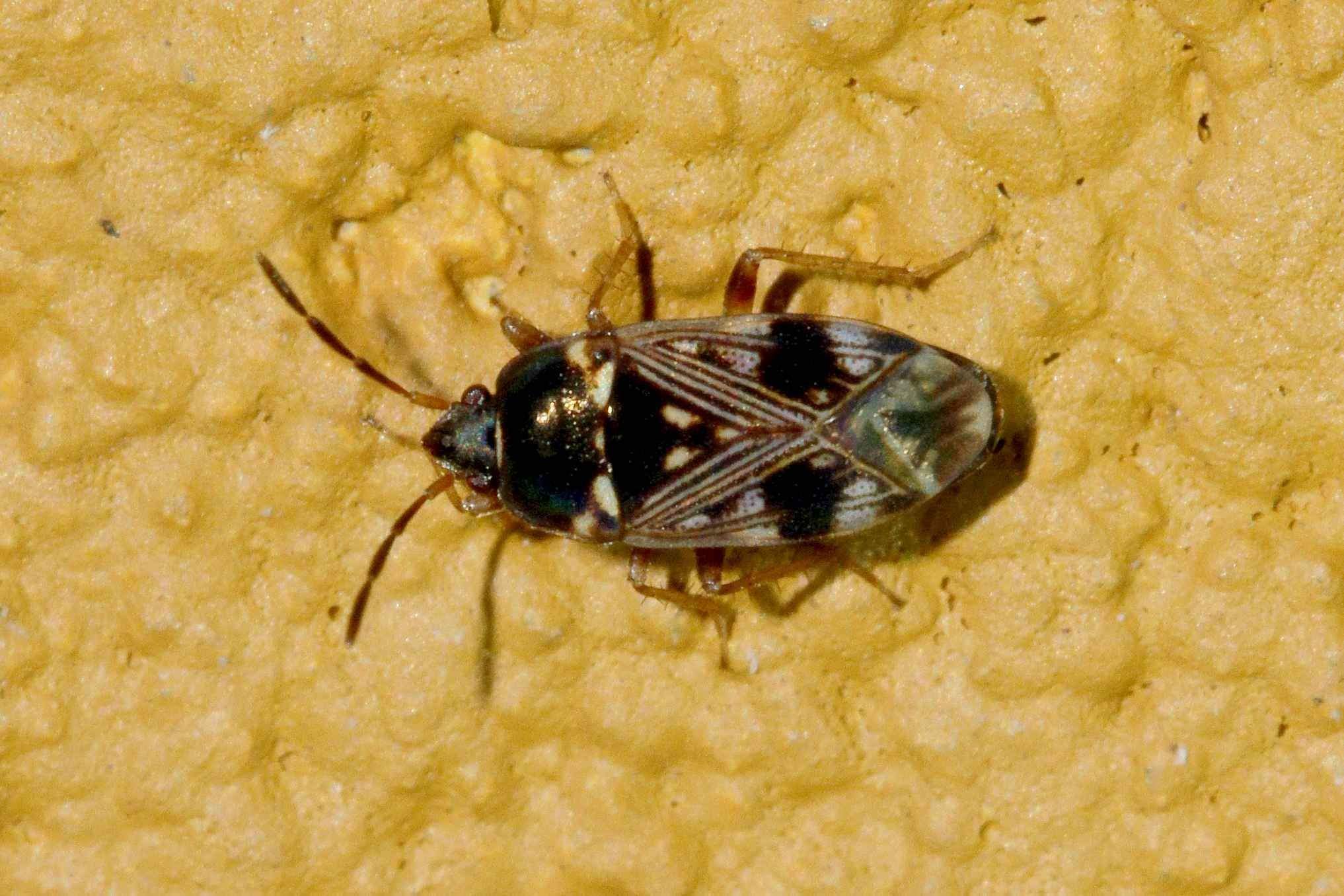 Cryphula