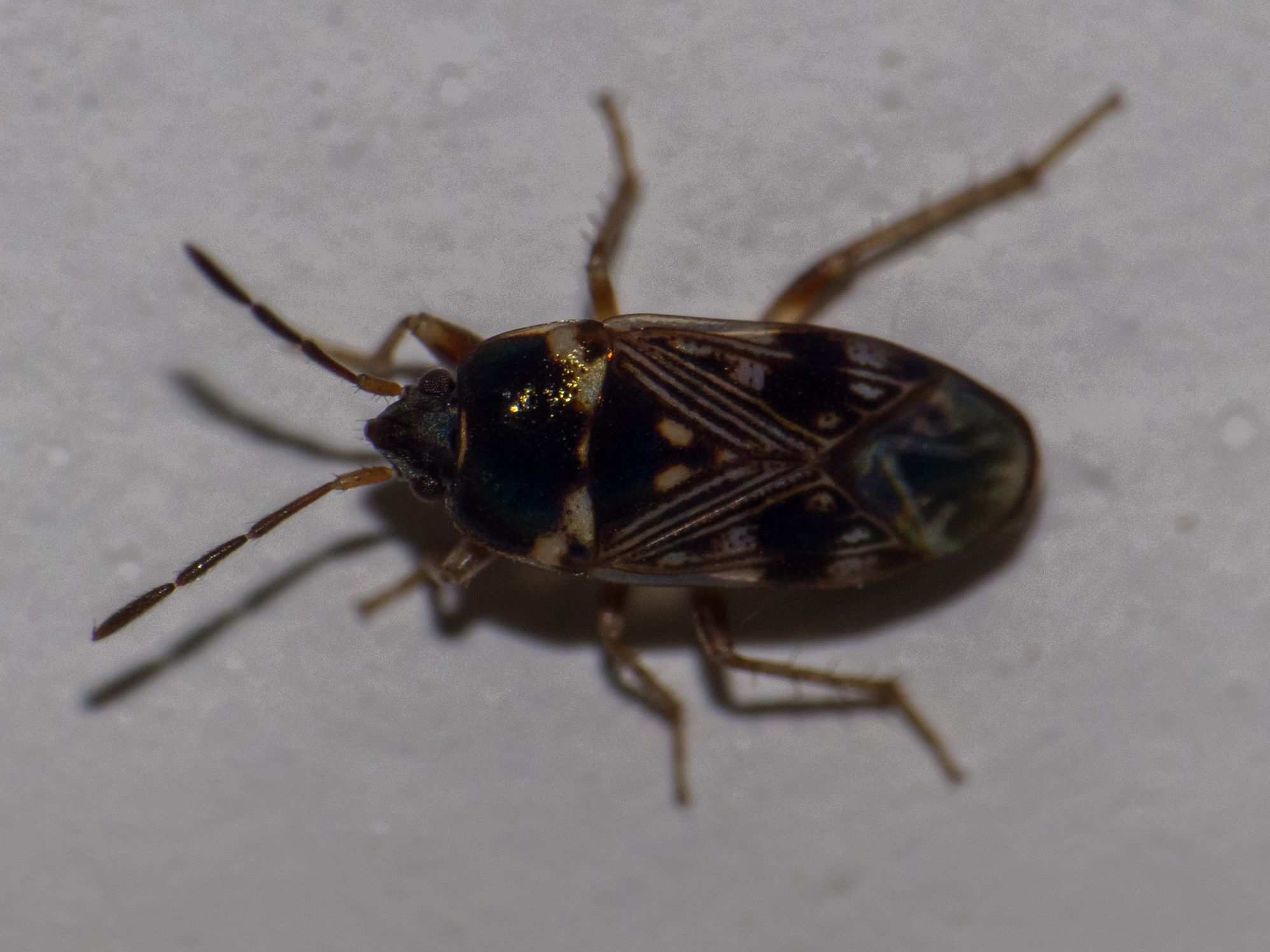 Cryphula