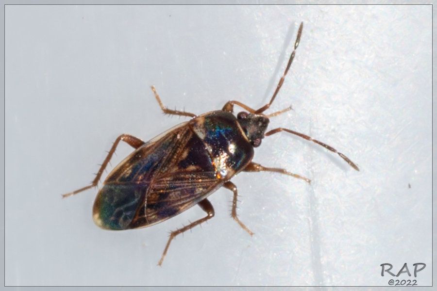Cryphula