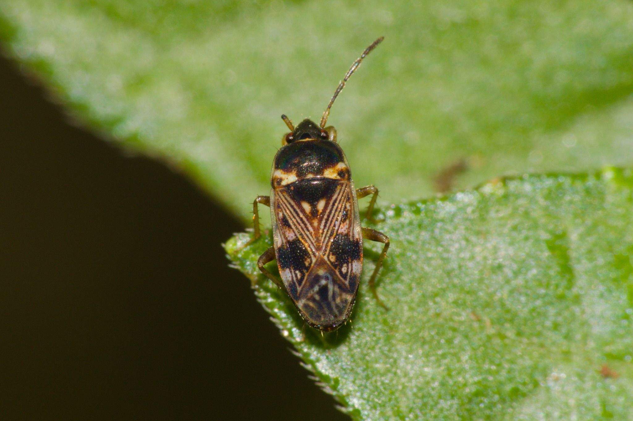 Cryphula