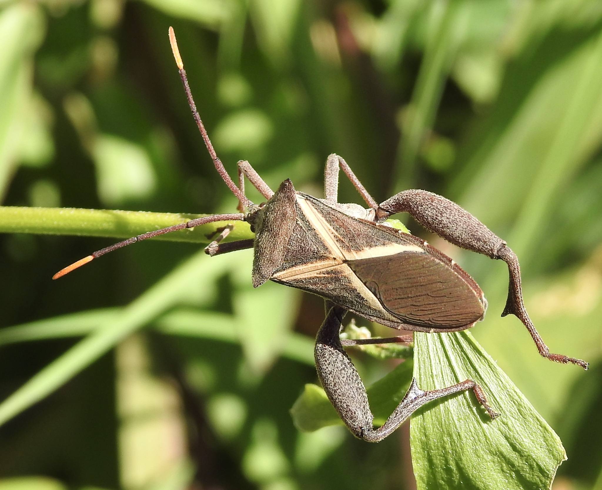 Mictis profana
