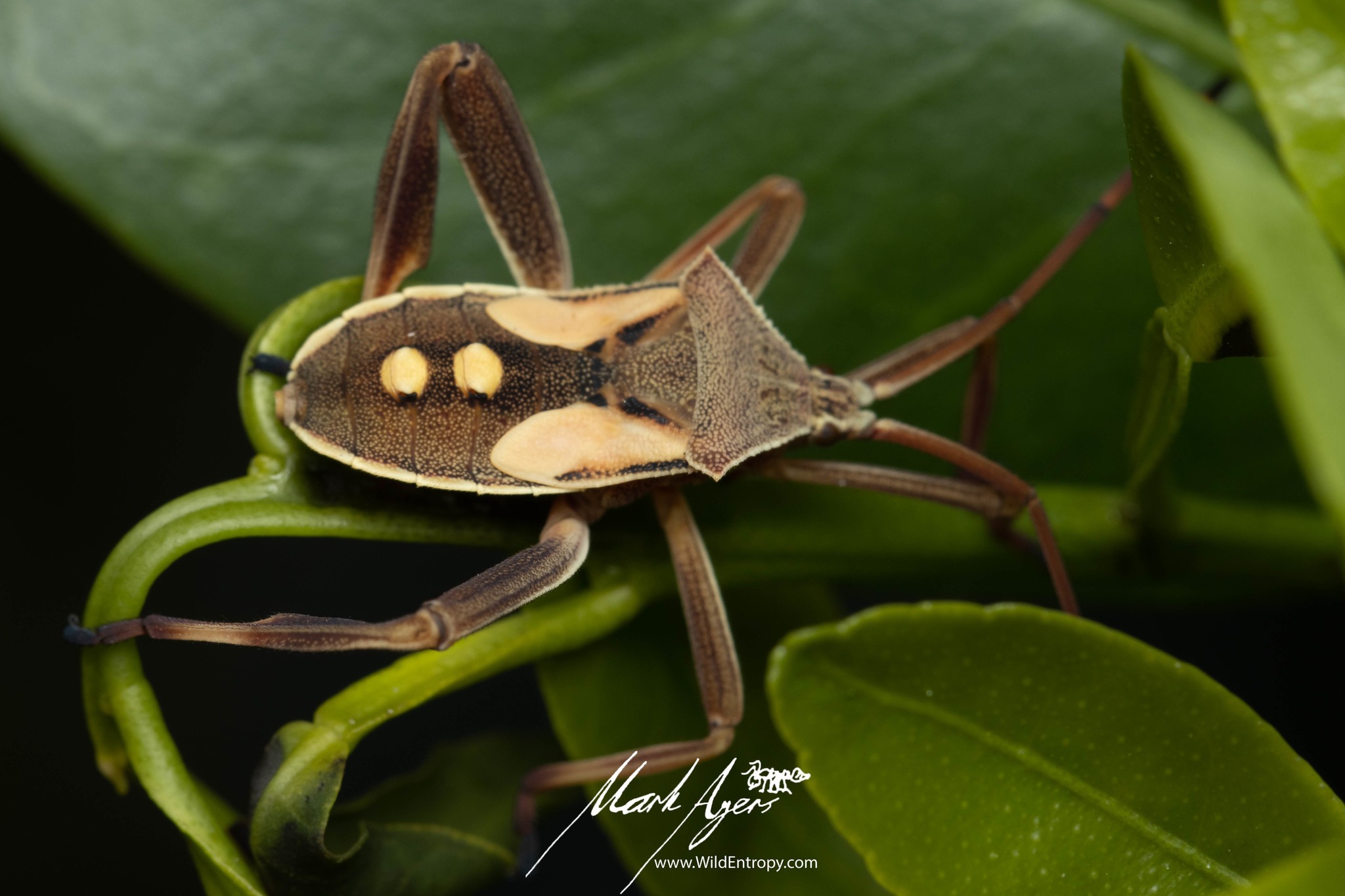 Mictis profana