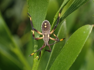 Mictis profana