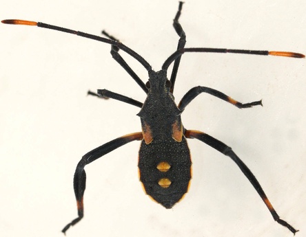 Mictis profana