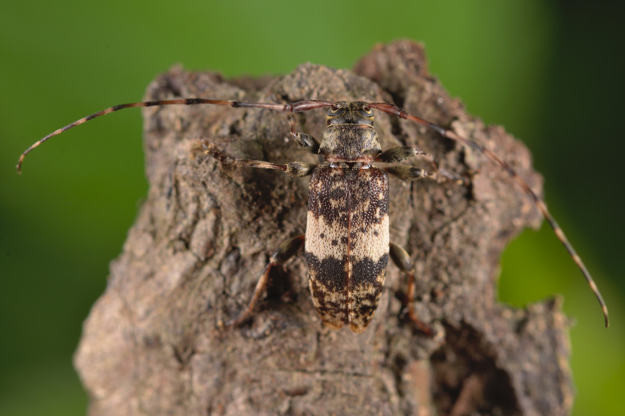 Leiopus