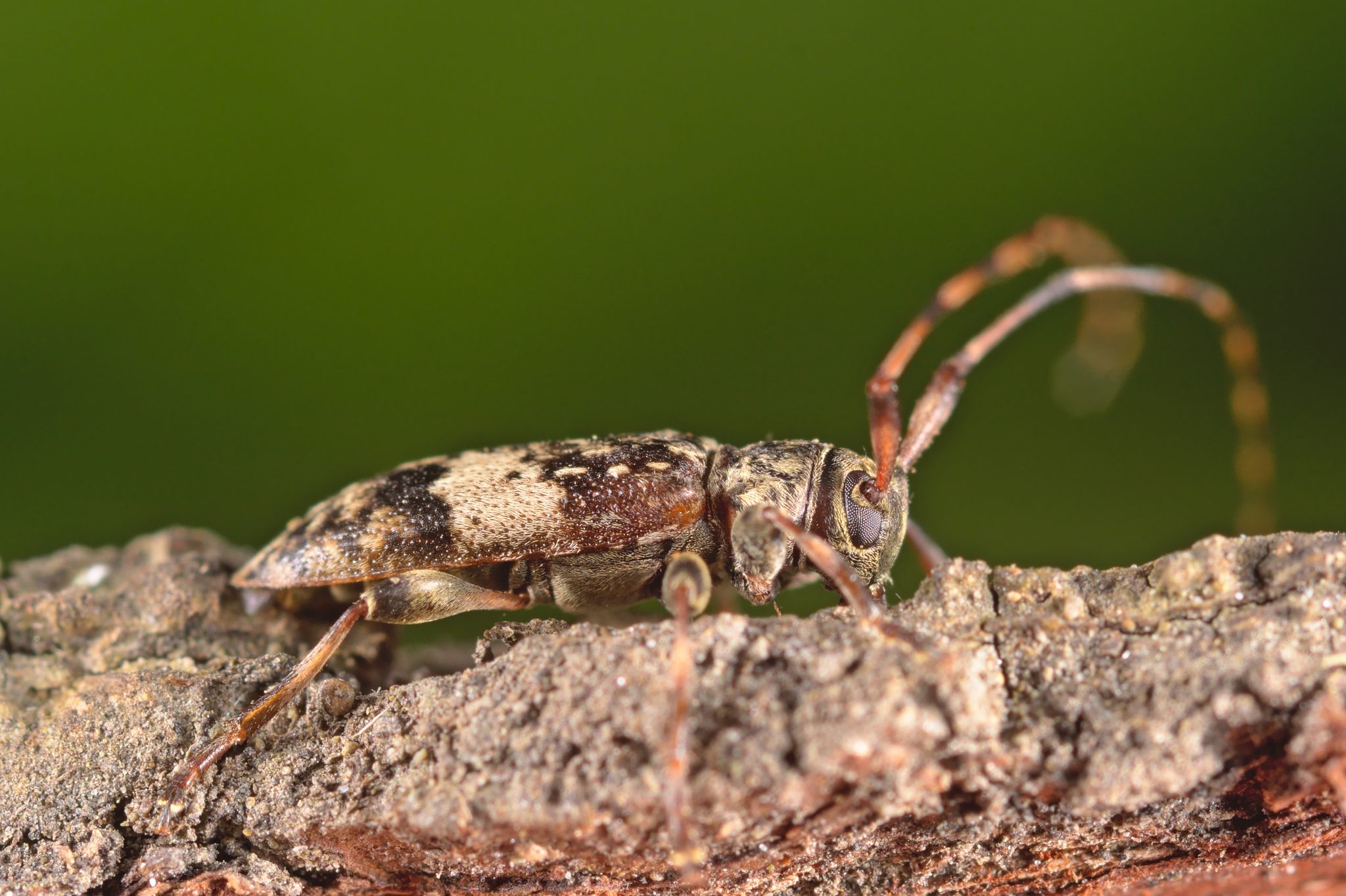 Leiopus