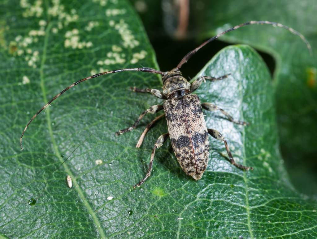 Leiopus
