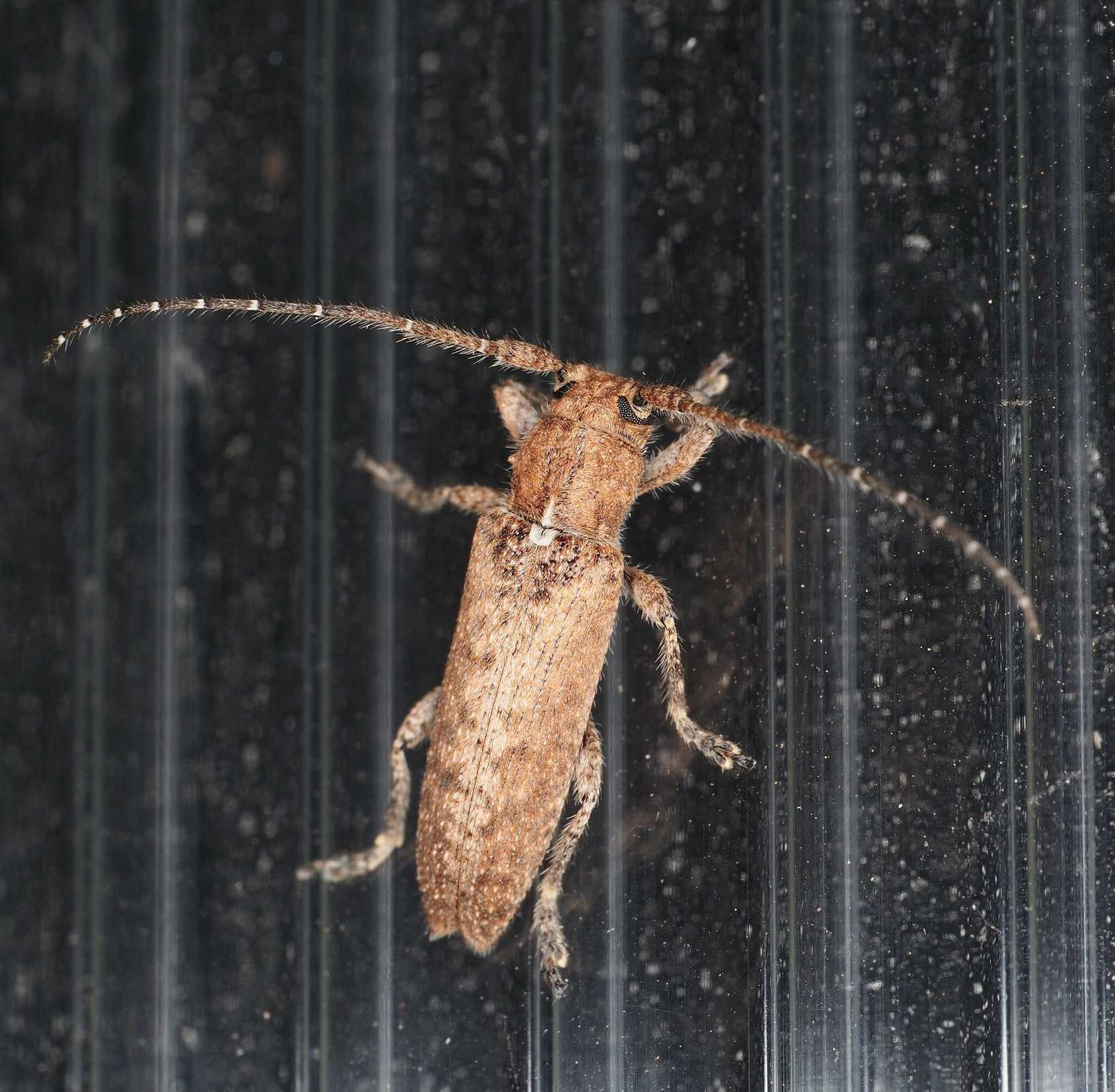 Ataxia
