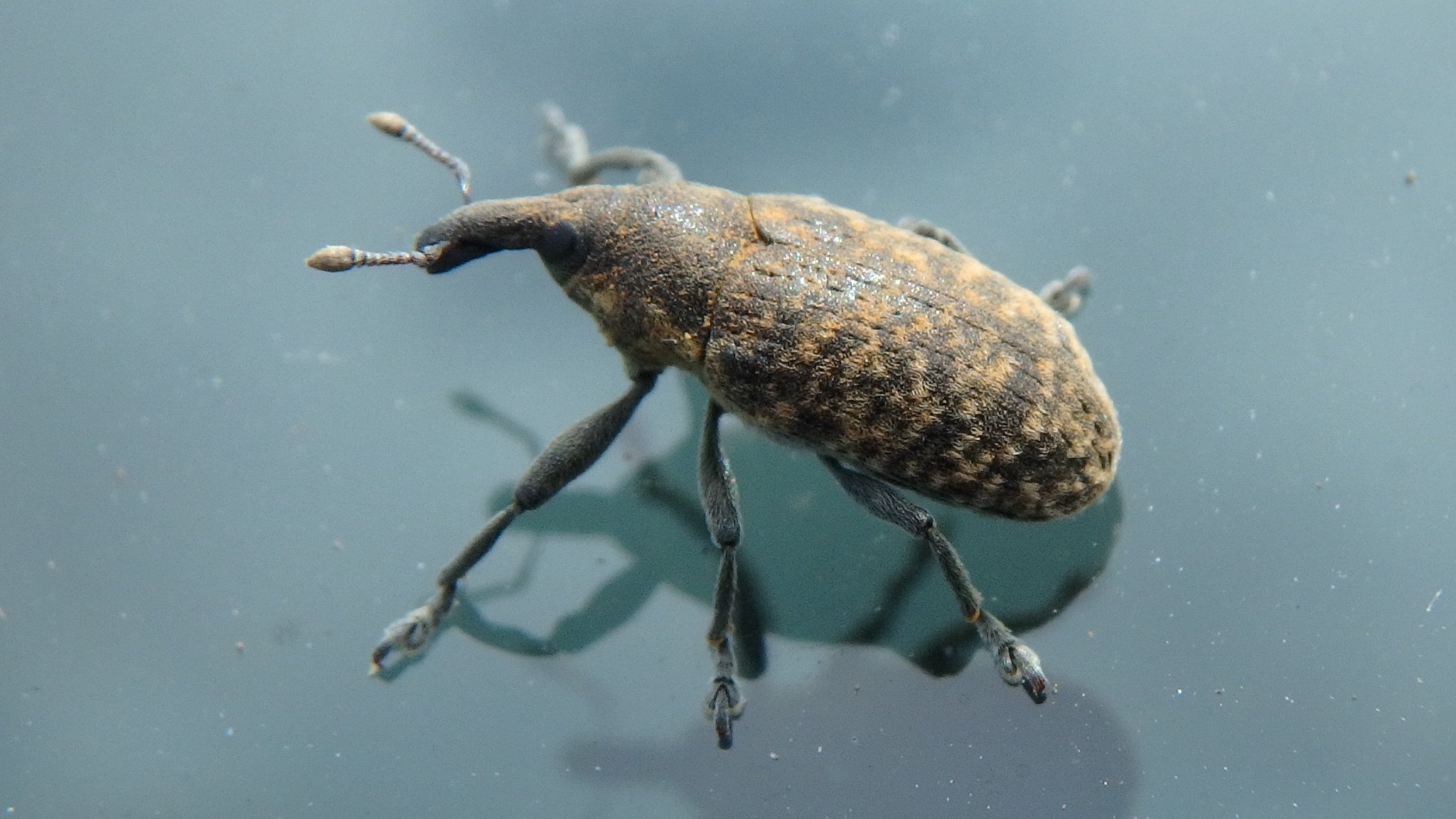 Larinus planus
