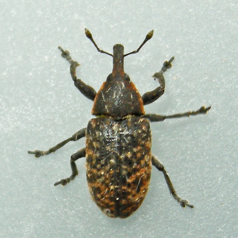 Larinus planus