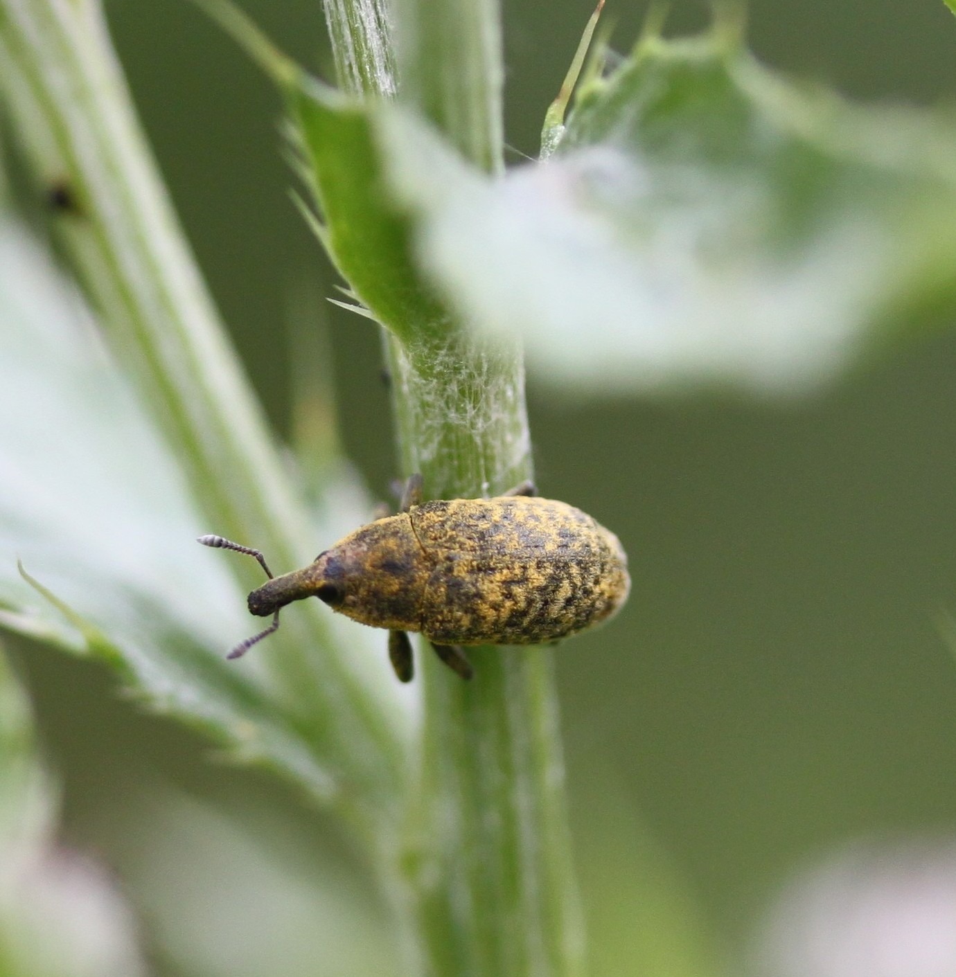 Larinus planus