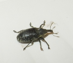Larinus planus