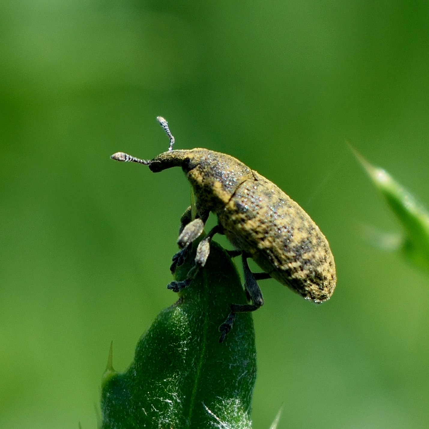 Larinus planus