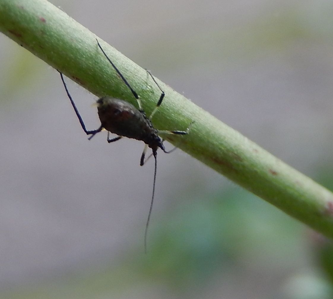 Uroleucon cichorii