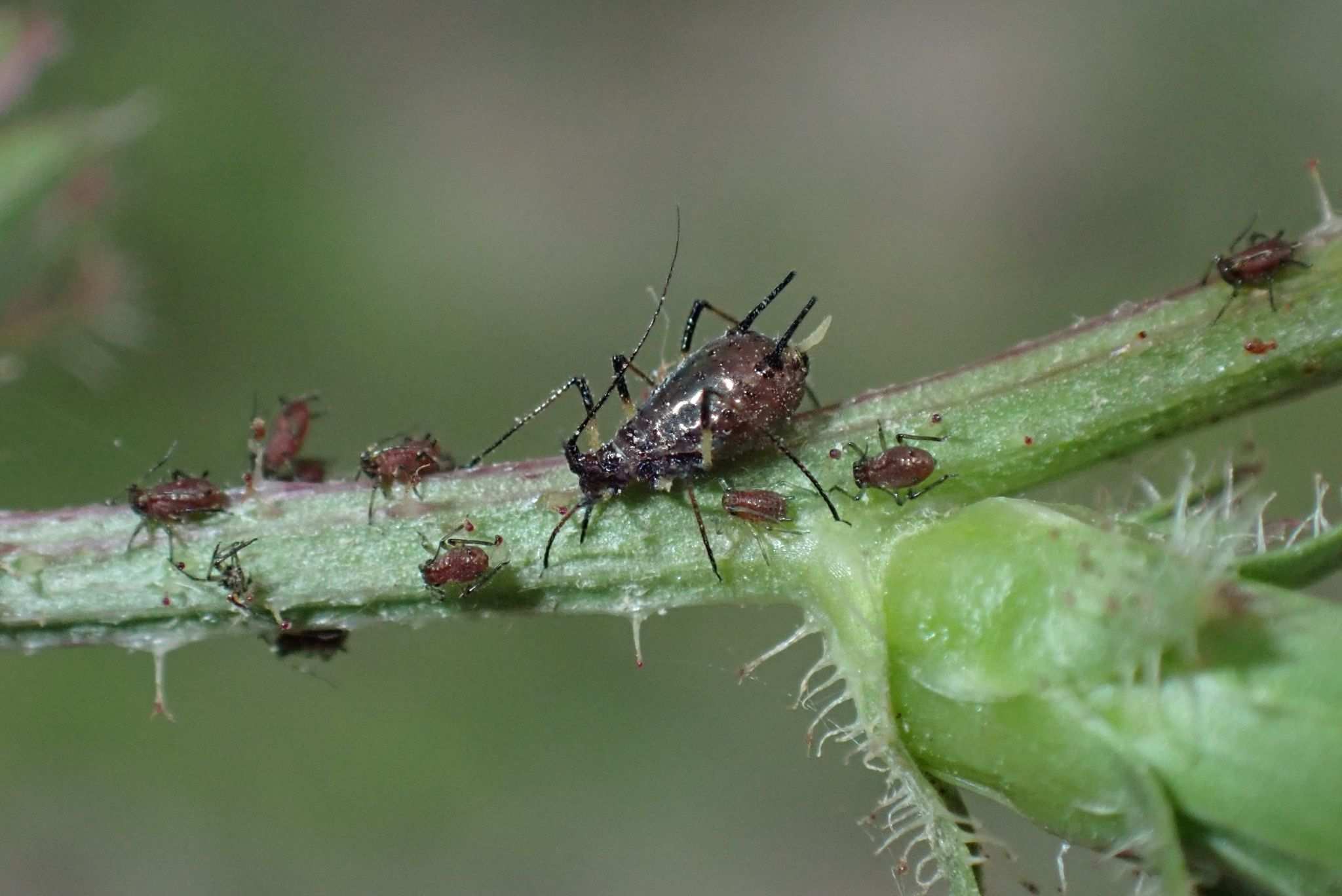 Uroleucon cichorii
