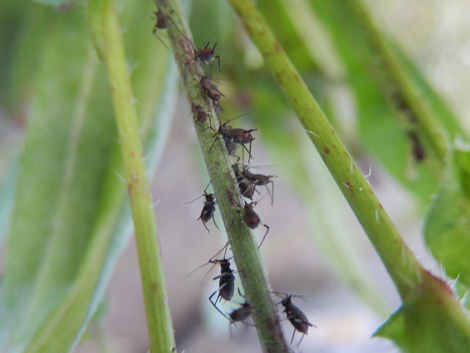 Uroleucon cichorii