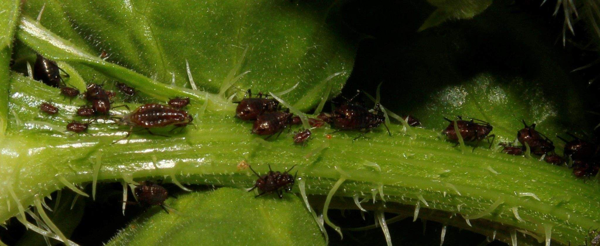 Uroleucon cichorii