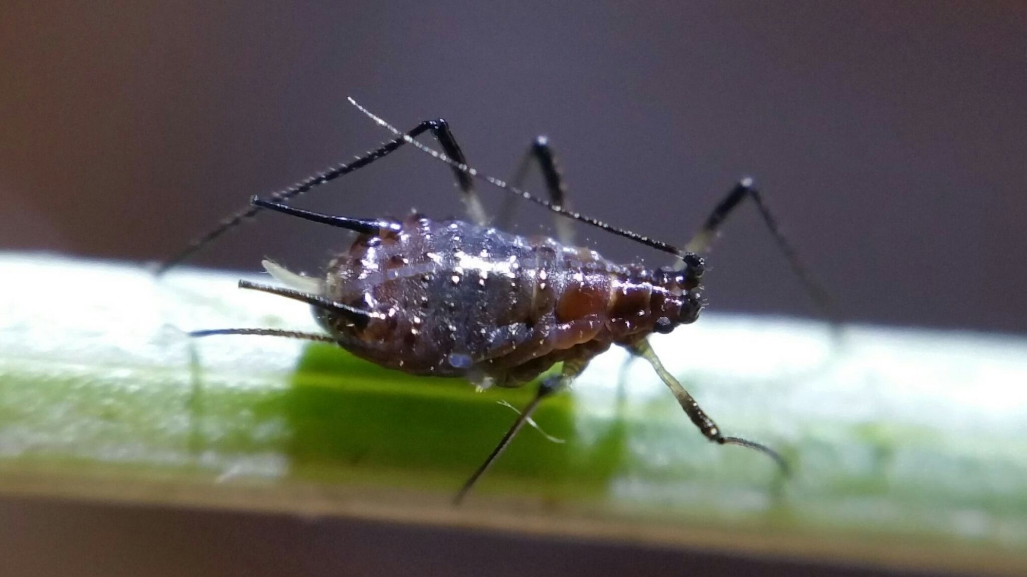 Uroleucon cichorii