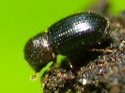 Hypothenemus hampei