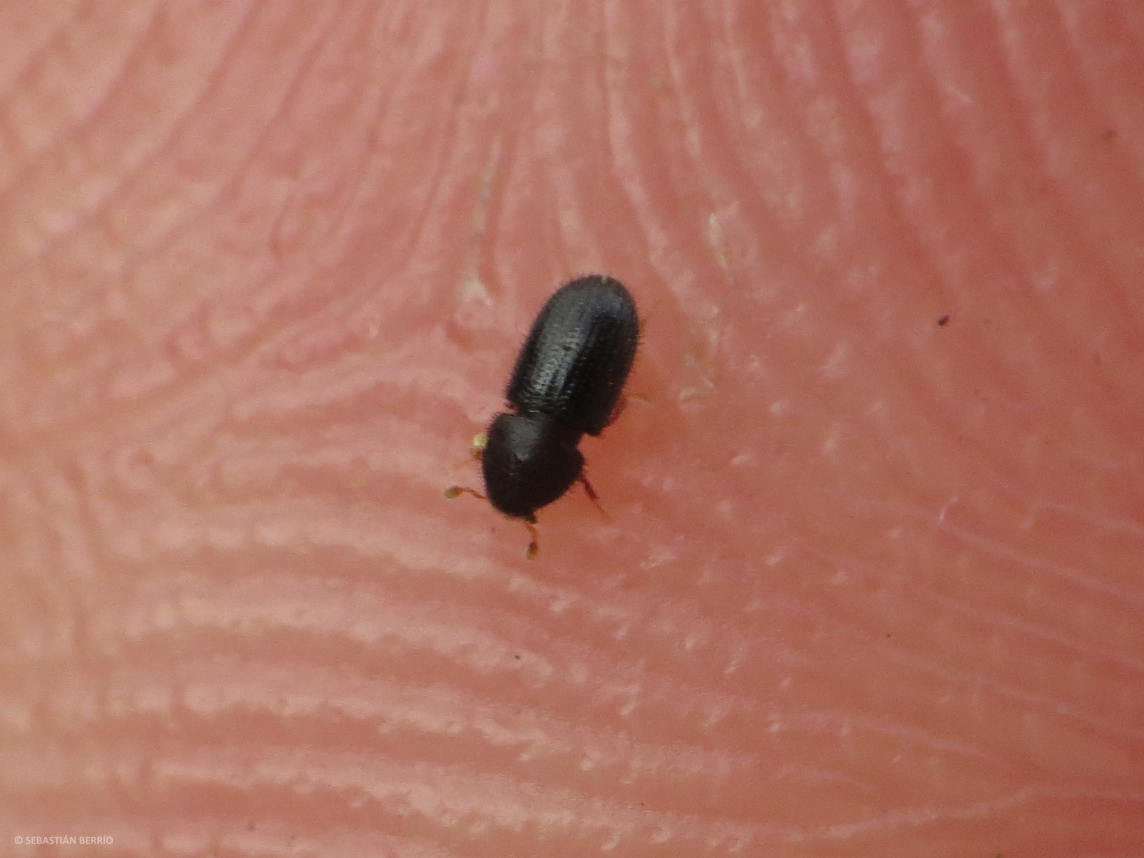 Hypothenemus hampei