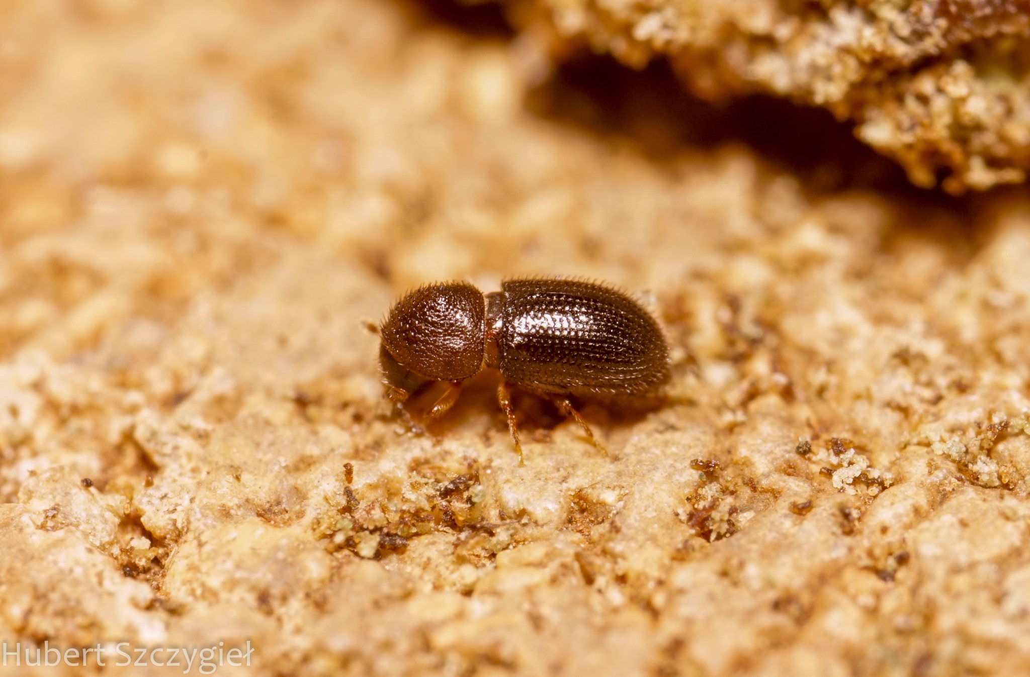 Hypothenemus hampei