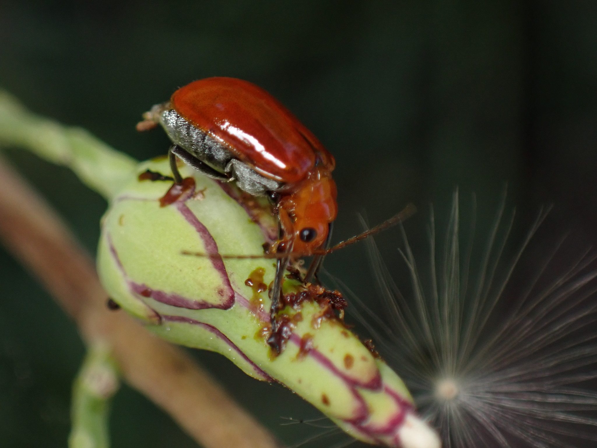 Aulacophora