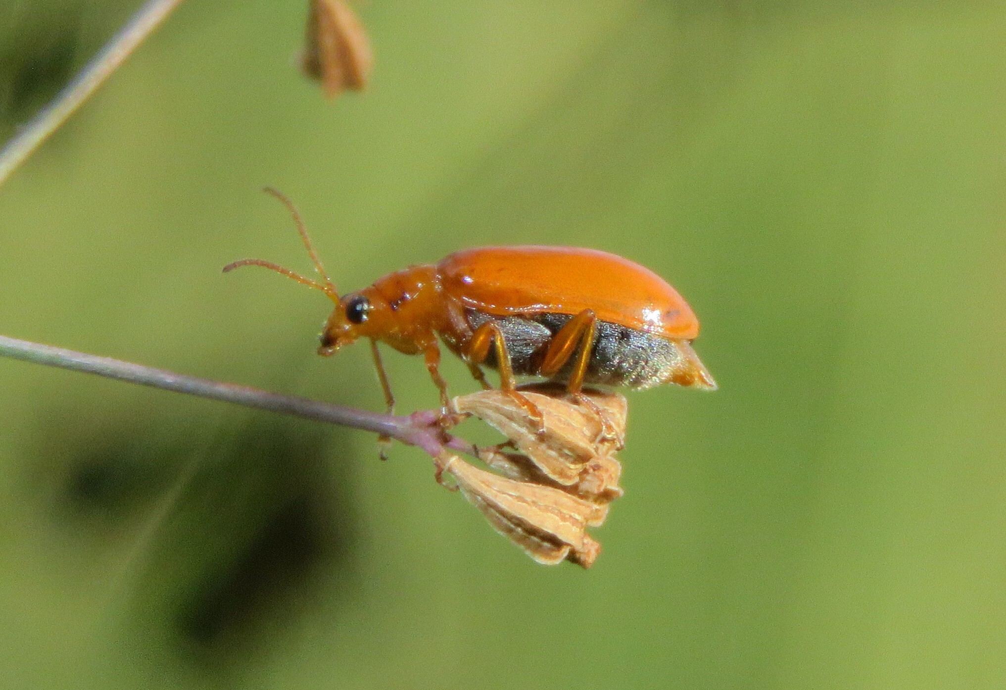 Aulacophora