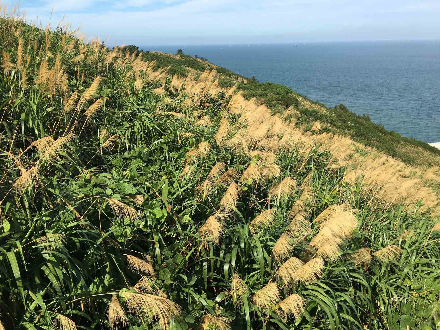 Miscanthus floridulus