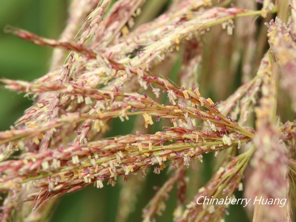 Miscanthus floridulus