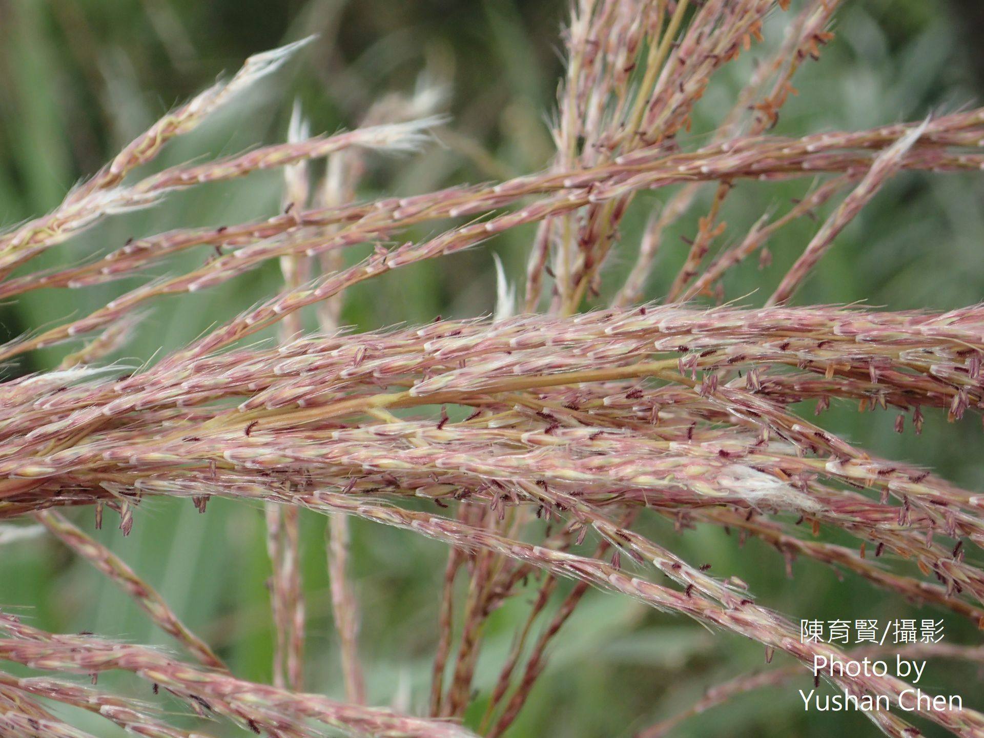 Miscanthus floridulus