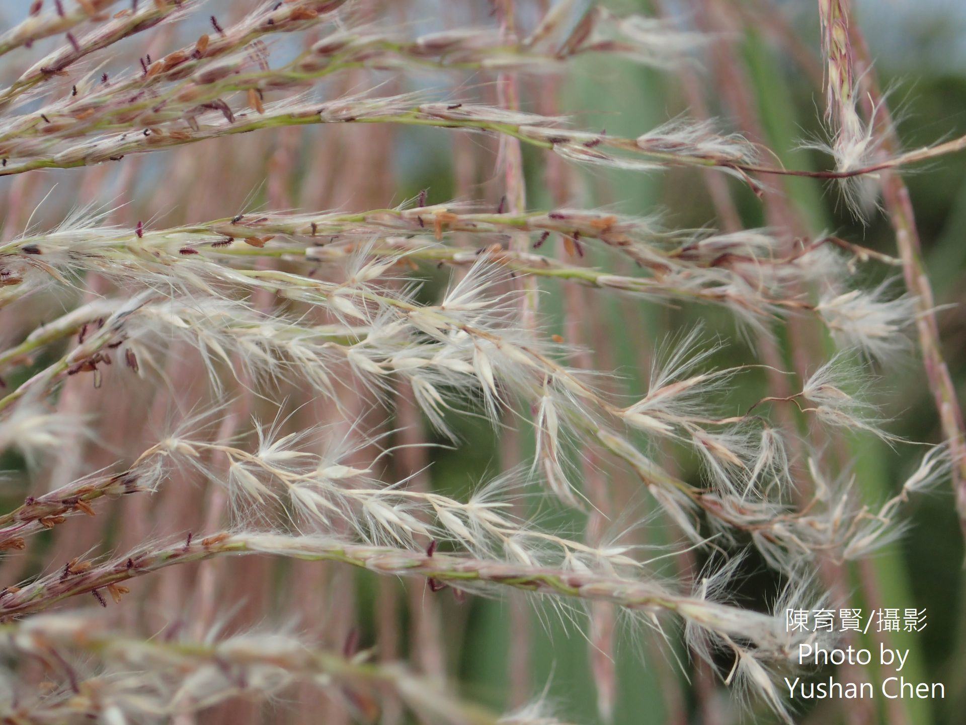 Miscanthus floridulus