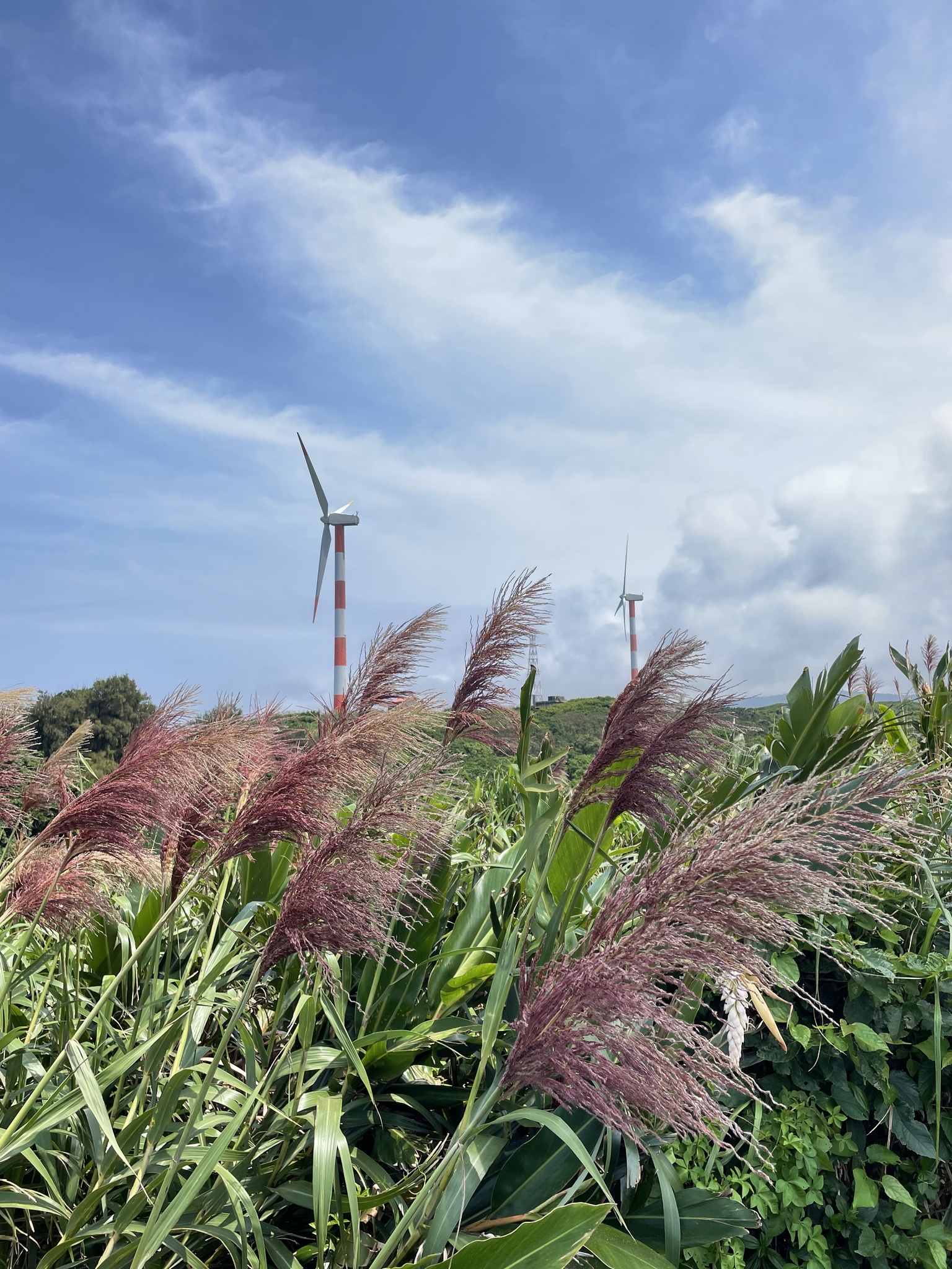 Miscanthus floridulus
