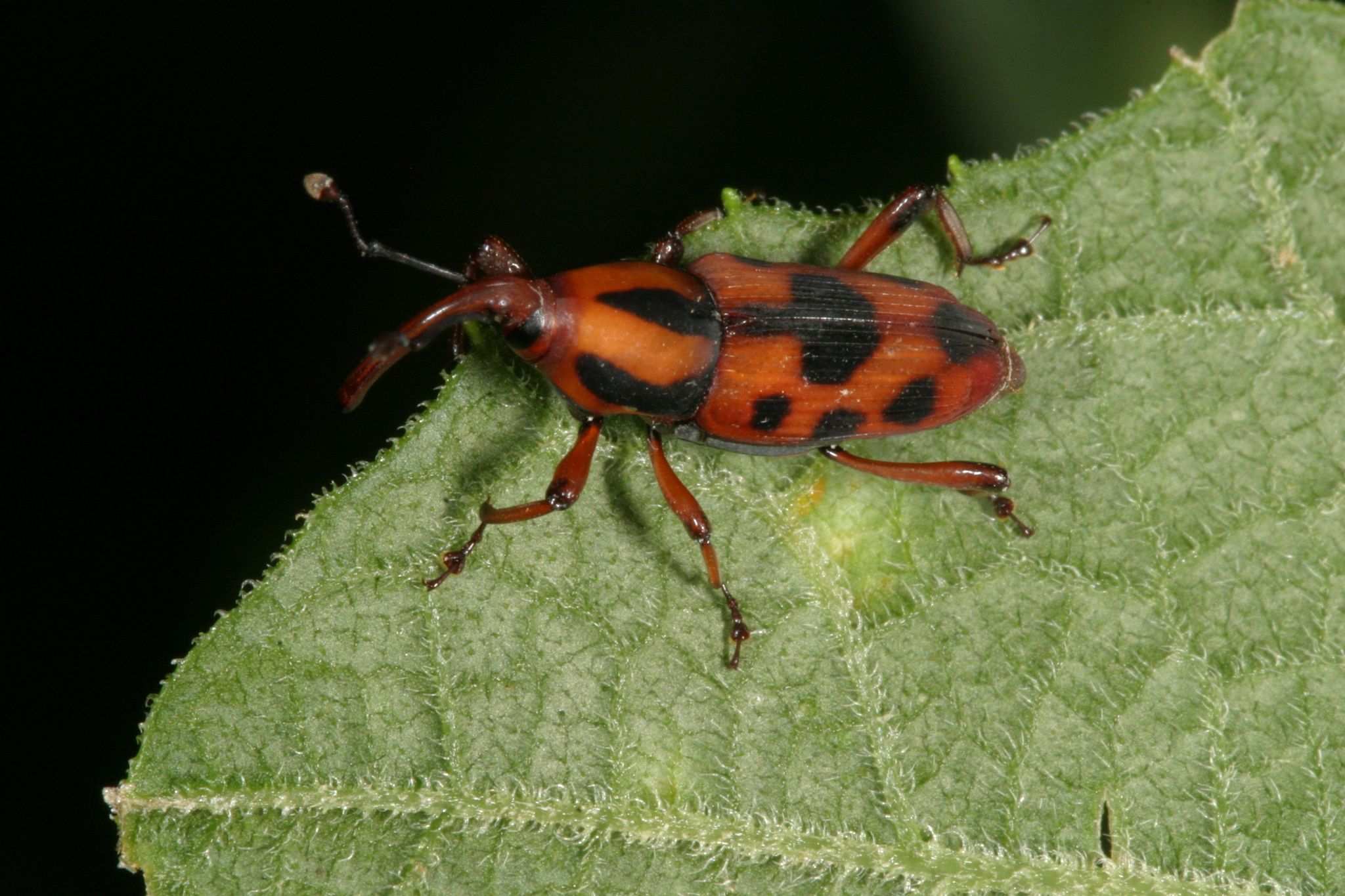 Metamasius hebetatus