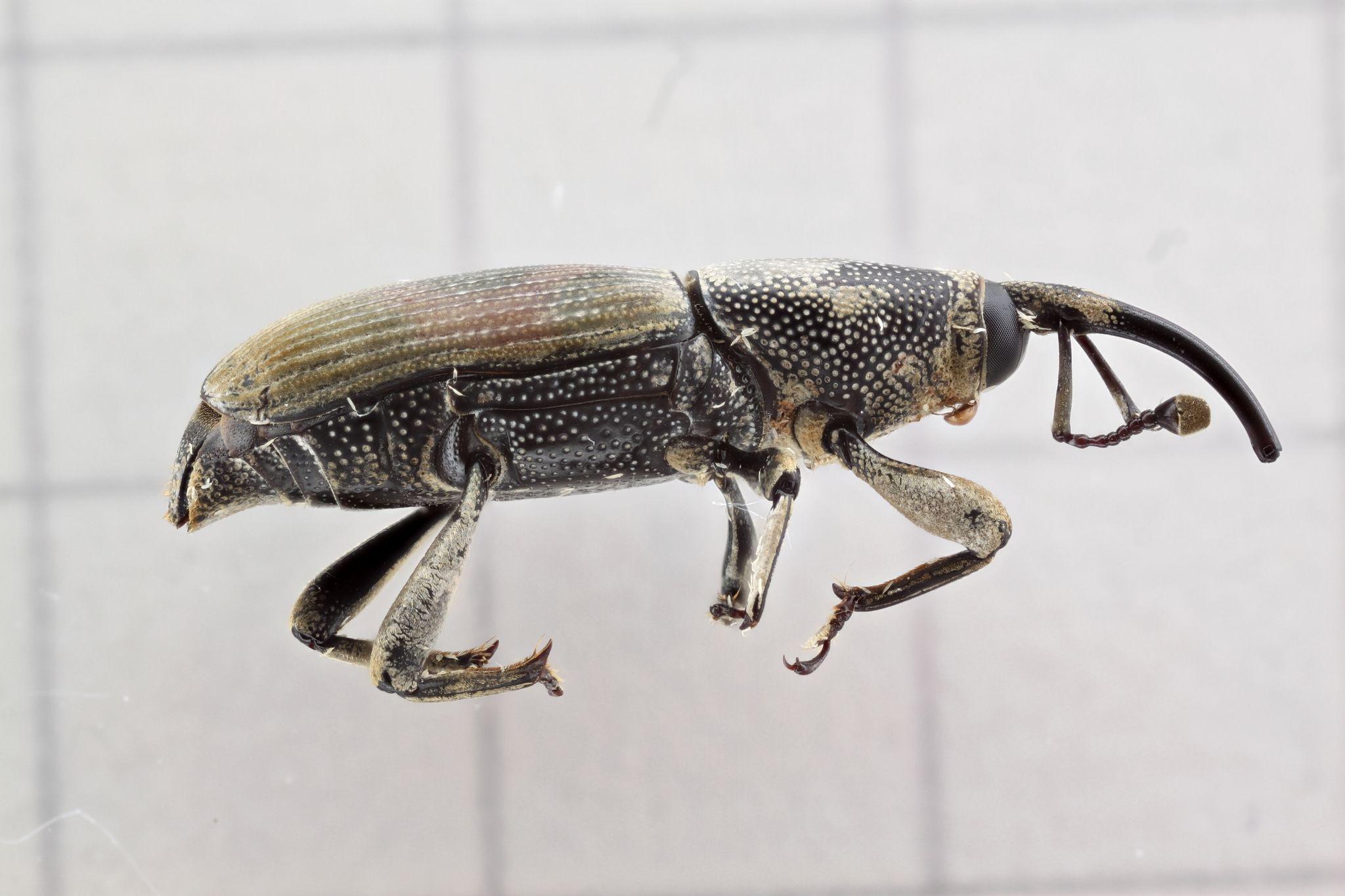 Metamasius hebetatus
