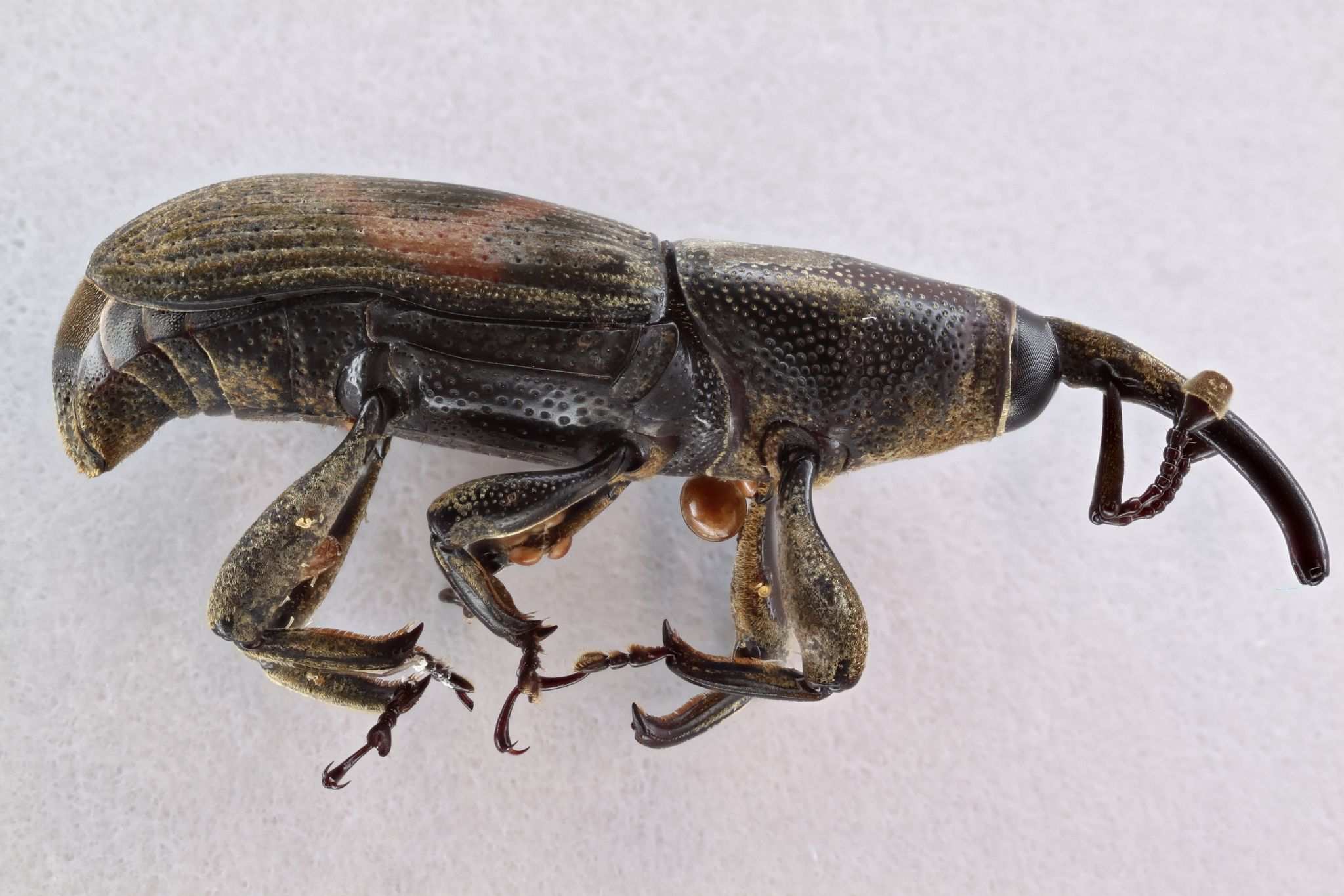 Metamasius hebetatus