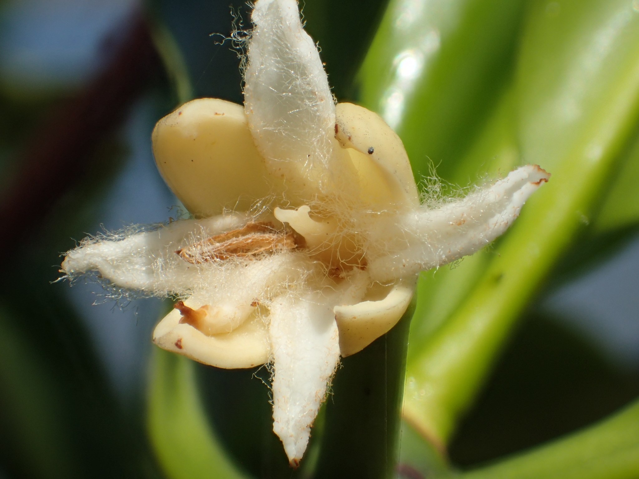 Rhizophora stylosa