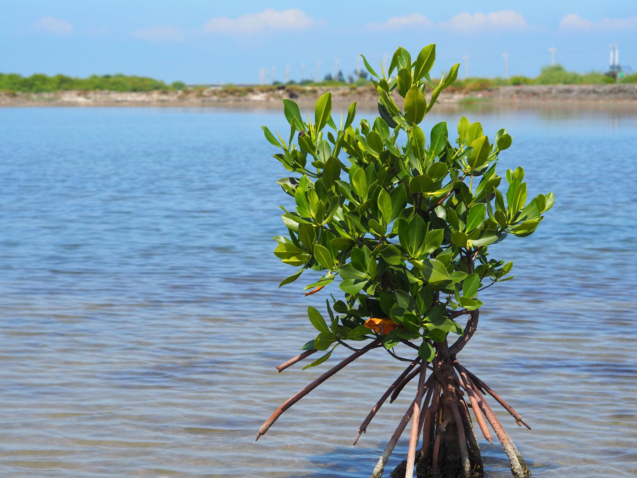 Rhizophora stylosa