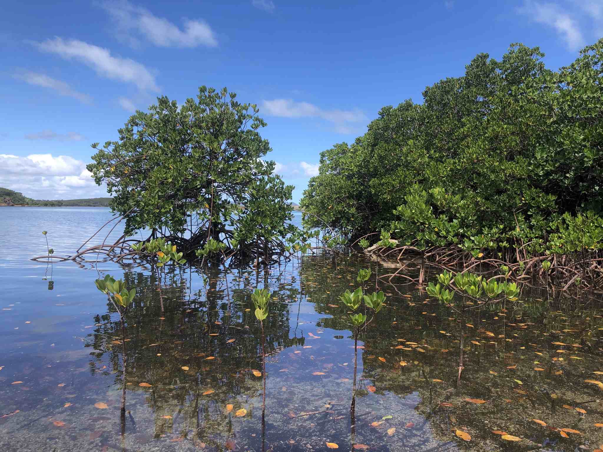Rhizophora stylosa