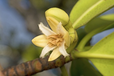 Rhizophora stylosa