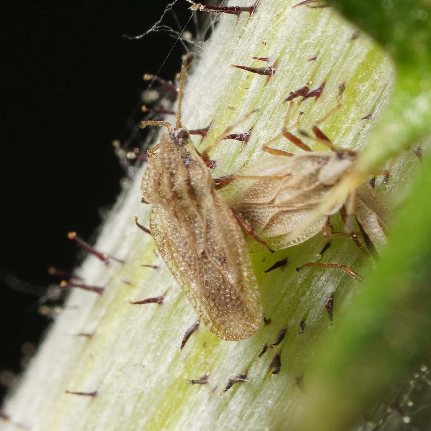 Elasmotropis testacea