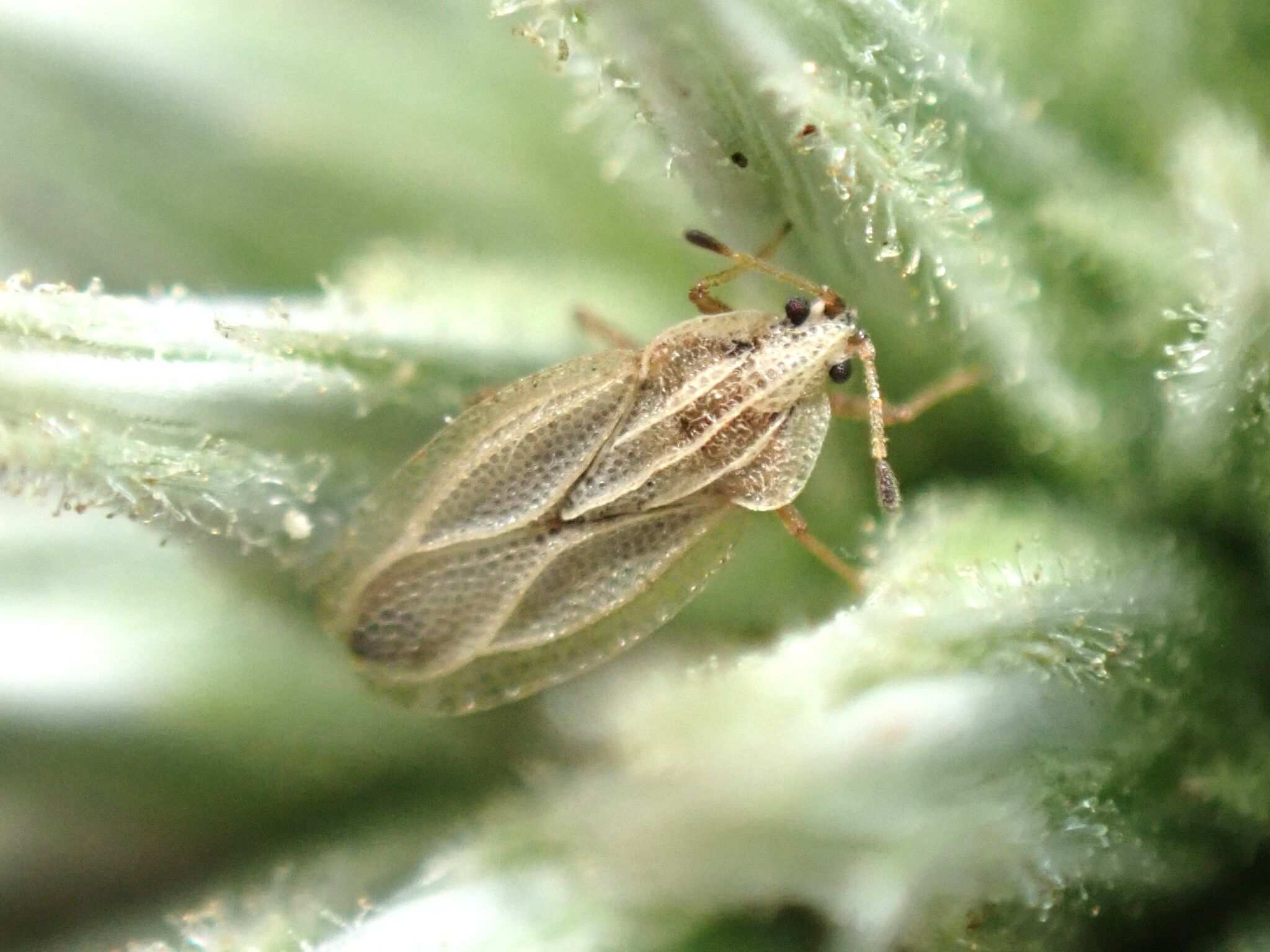 Elasmotropis testacea