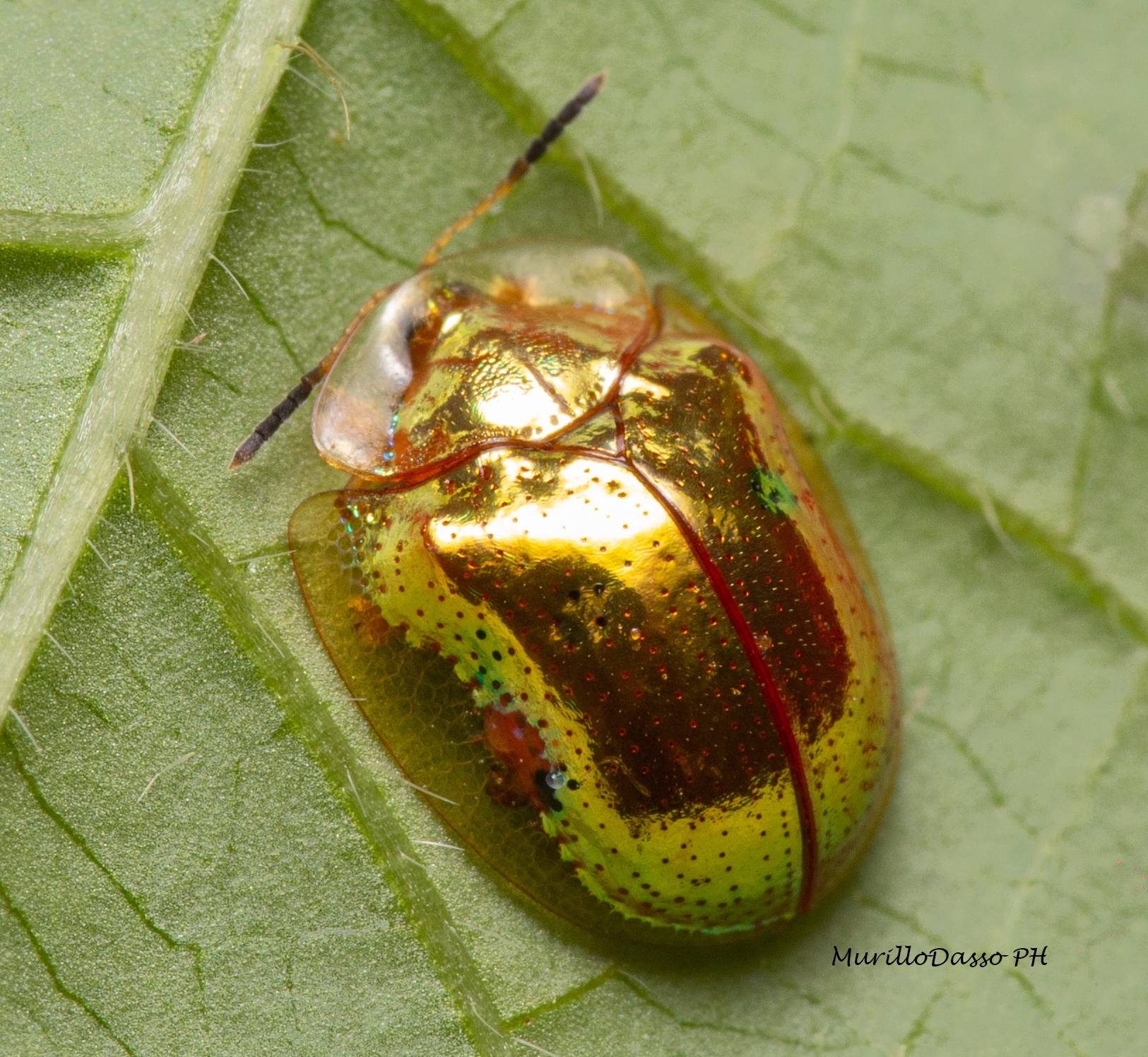 Charidotella sexpunctata