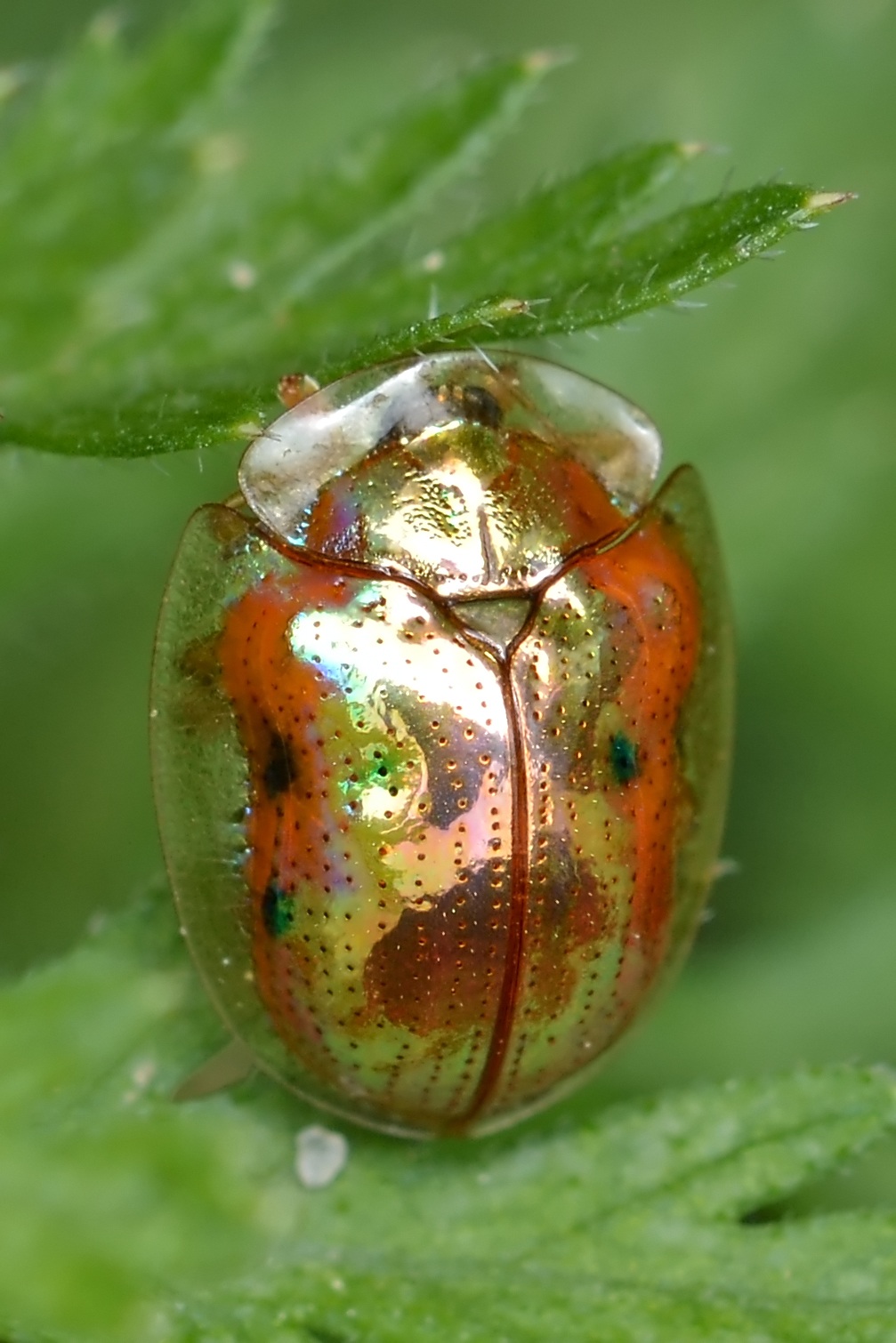 Charidotella sexpunctata