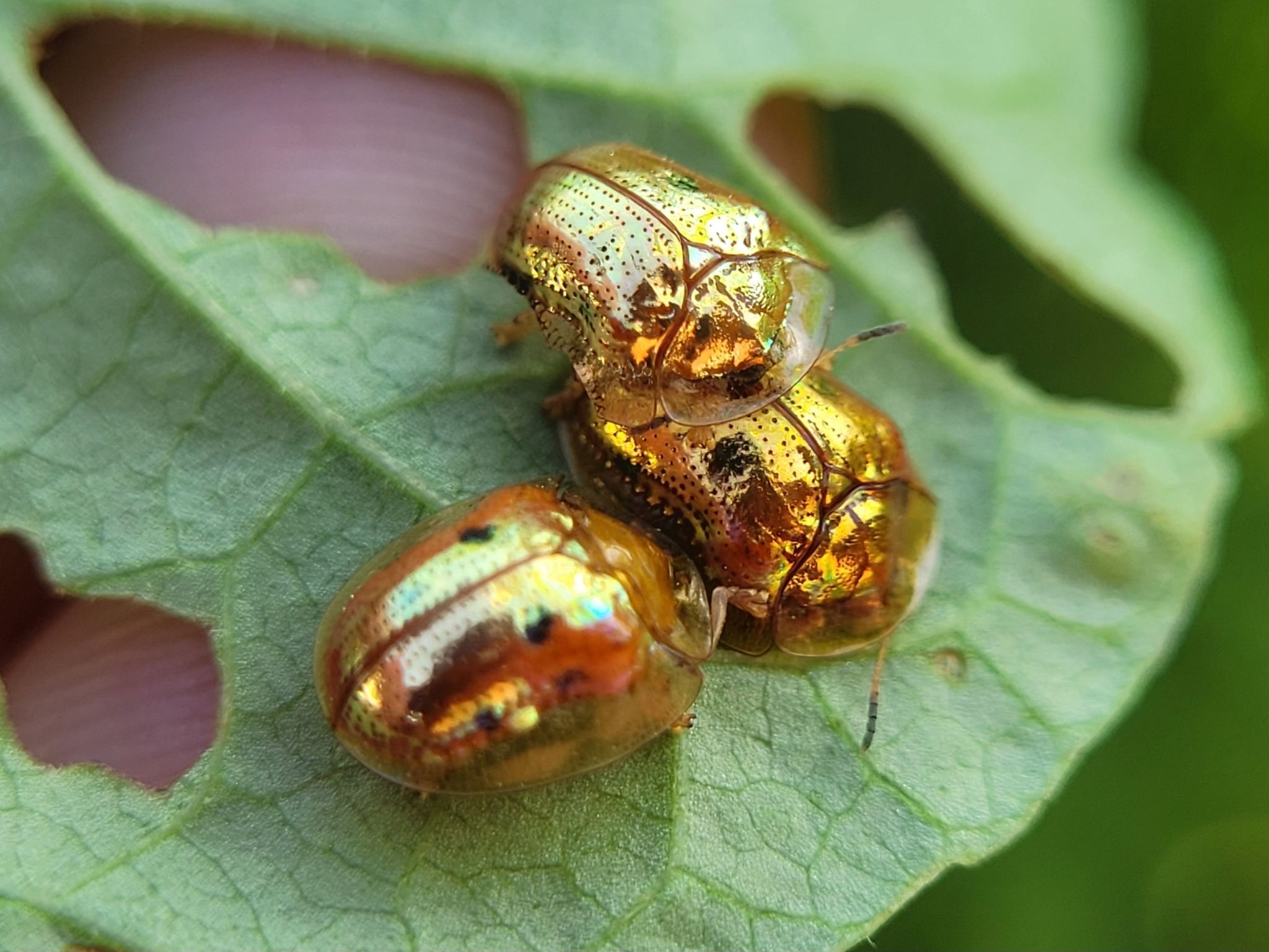 Charidotella sexpunctata