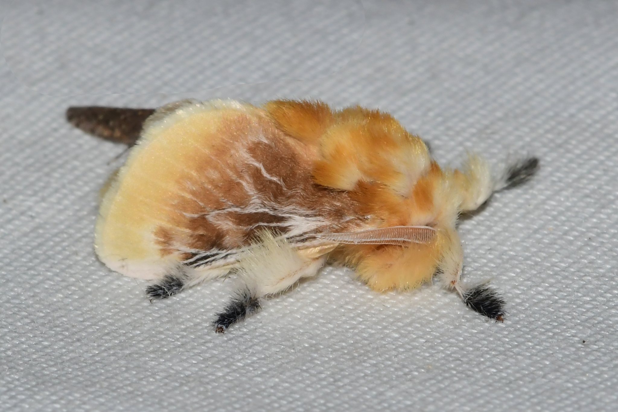 Megalopyge opercularis