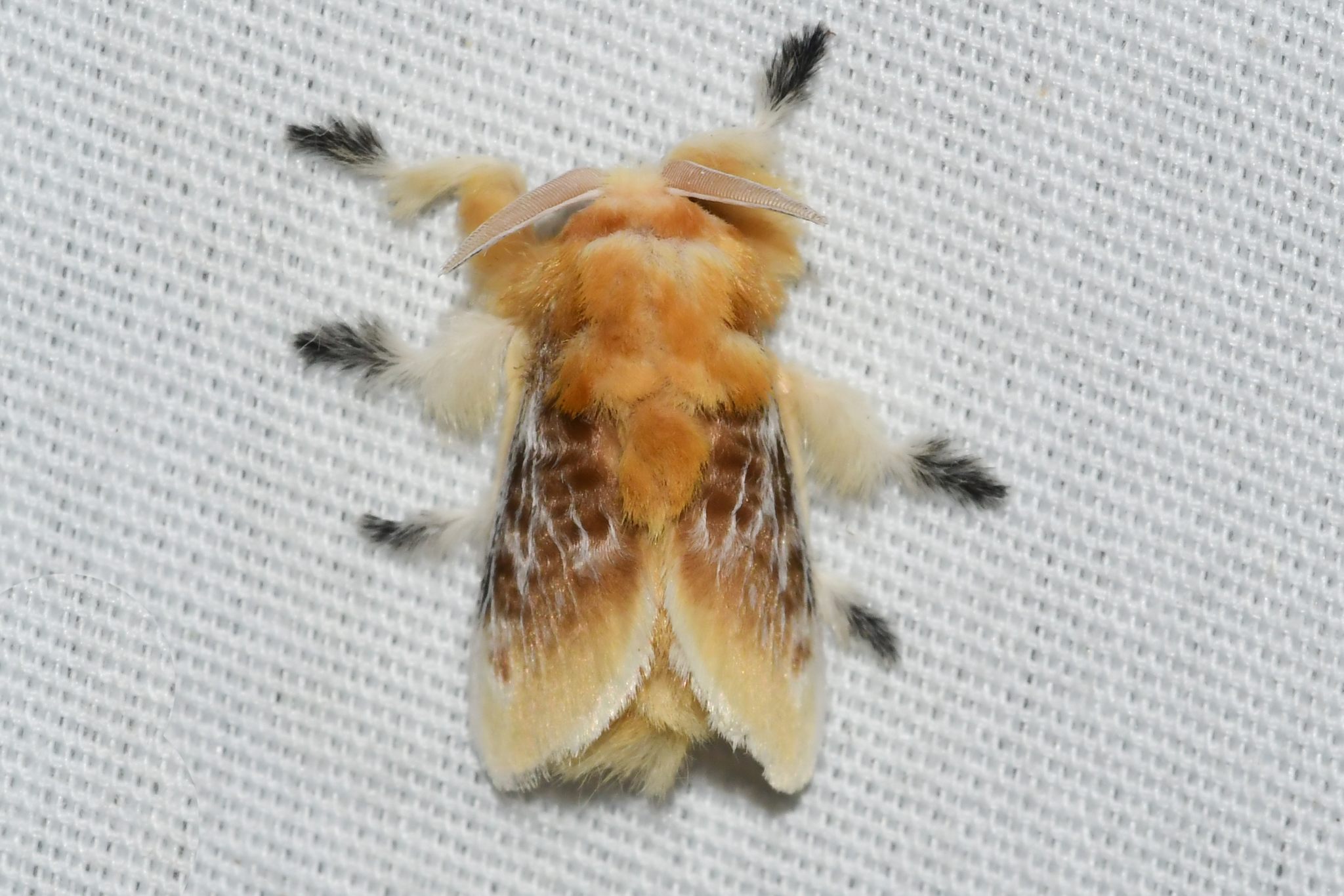 Megalopyge opercularis