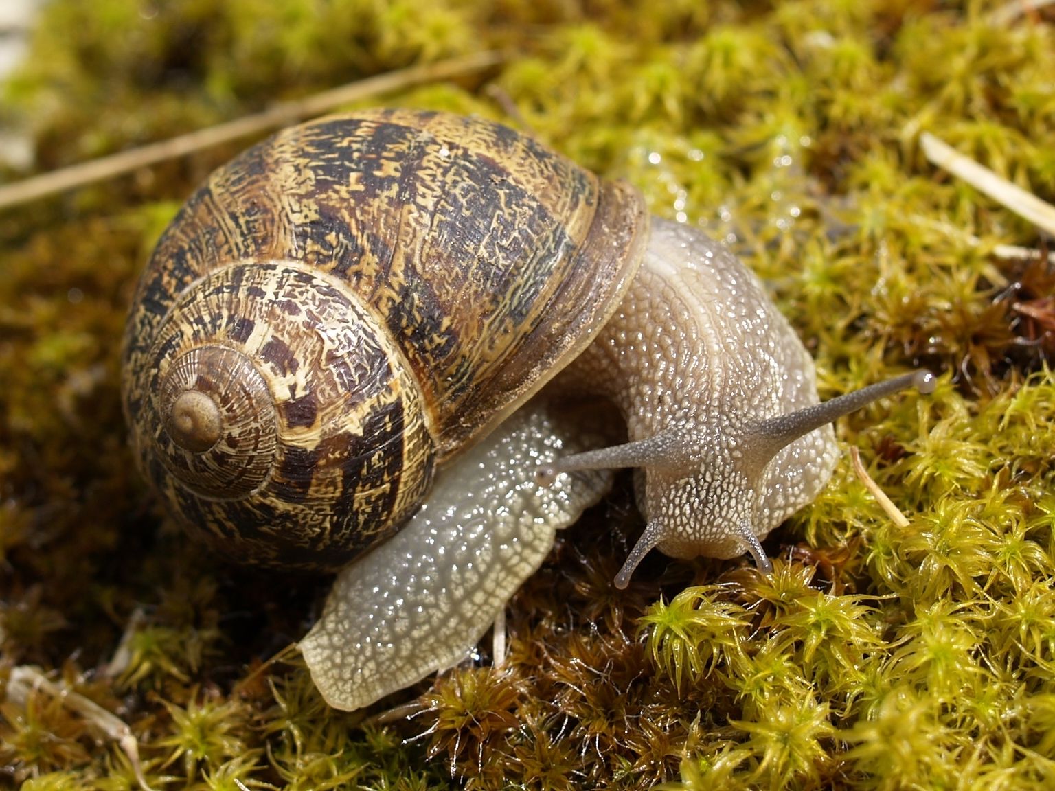 Cornu aspersum