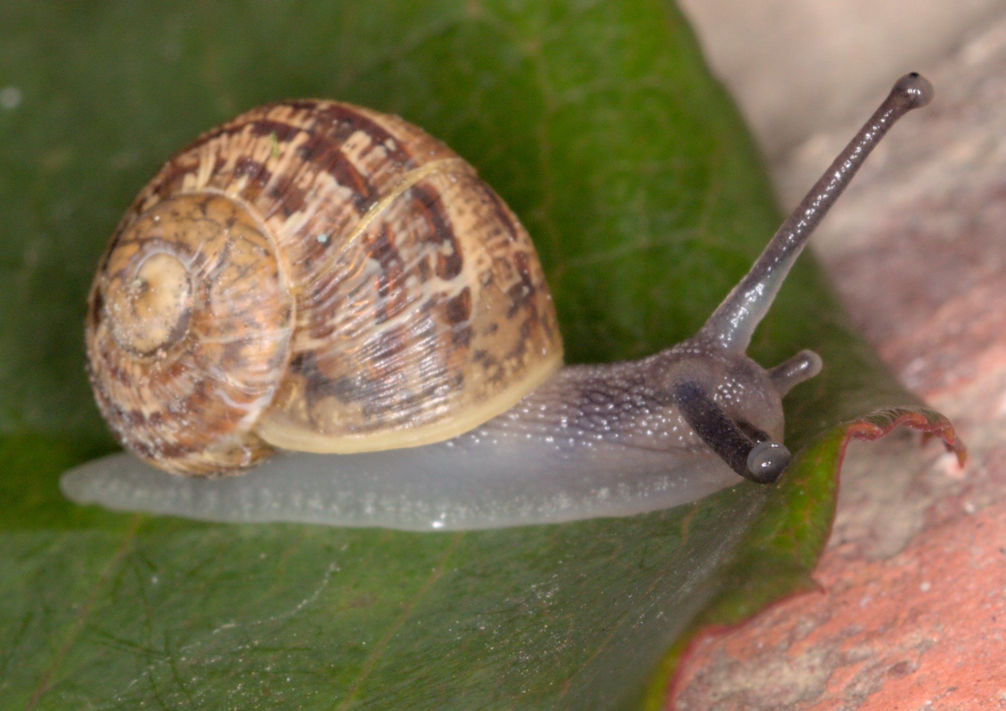 Cornu aspersum